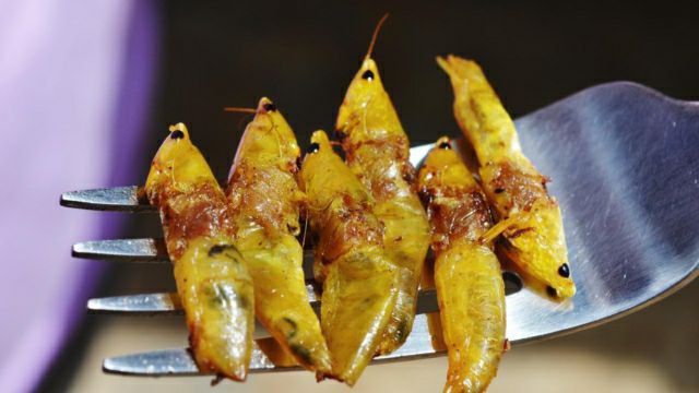 In Welsh primary schools, young children will have breakfast with locusts and mealworms – World-Signals News