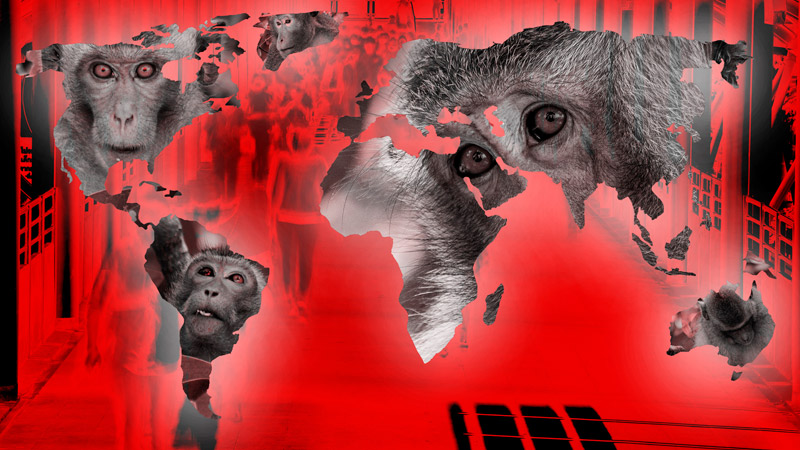 Monkeypox Outbreak Caused by Climate Change, Professor Claims