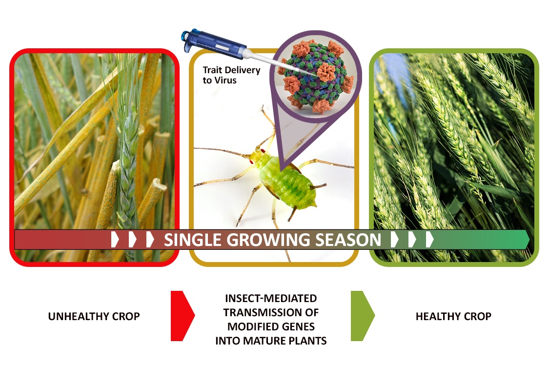 The Chinese government claims that the United States is creating a deliberate famine through GMO insects – World-Signals News