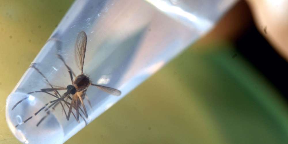 Billions of GE Mosquitoes Released, Health Risks Ignored – Truth. Based. Media.