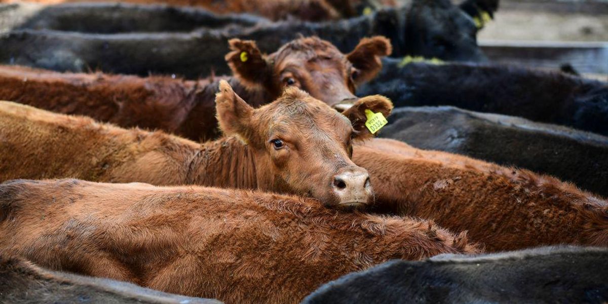 America's beef supply is expected to shrink as drought and rising production costs prevent ranchers from growing their herds - TheBlaze