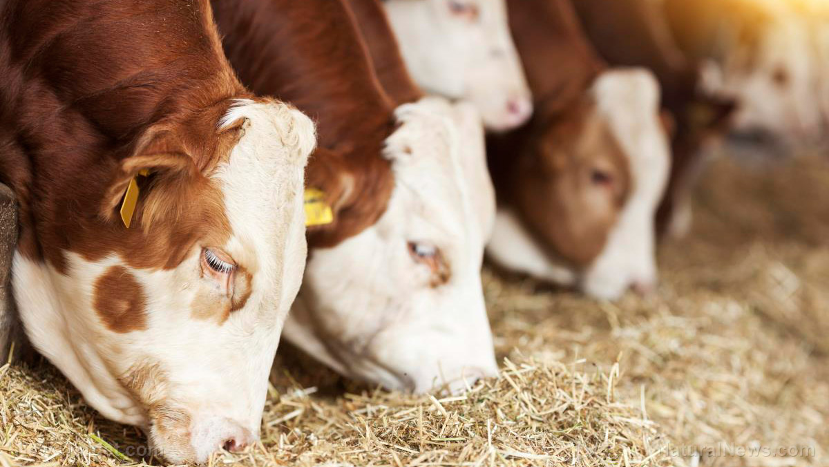 Animal feed halt is a Biden Regime attempt to wipe out ALL LIVESTOCK and usher in new era of disgusting test-tube meat – NaturalNews.com