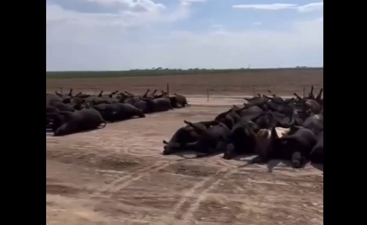 Huge numbers of cattle died suddenly – World-Signals News