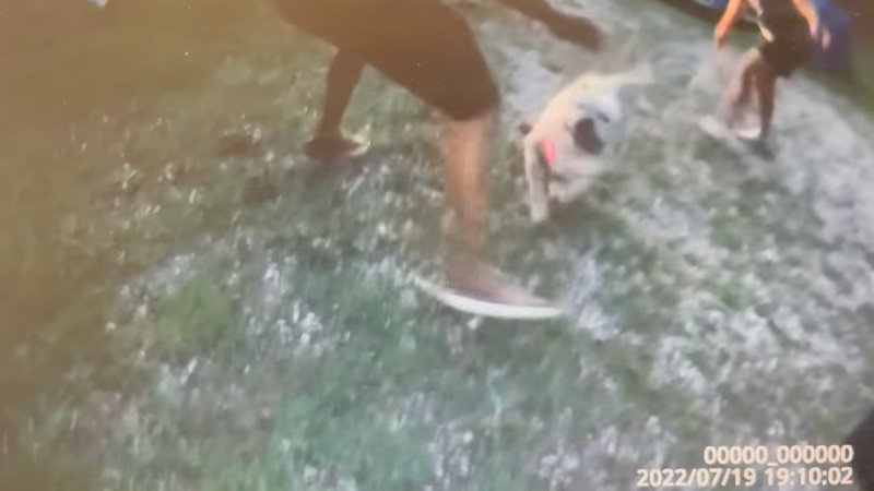 Shock Video: Pit Bull Shot Dead After Mauling Cop – NewsWars