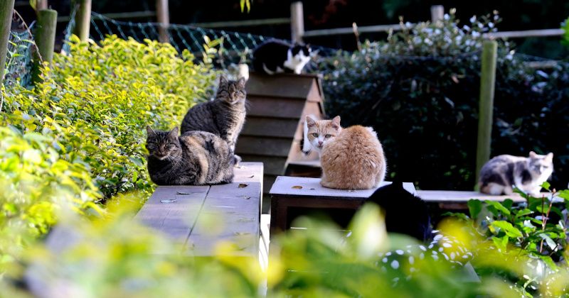 France: 'Violent Youths' Torture Cats, Kick Them Like Soccer Balls