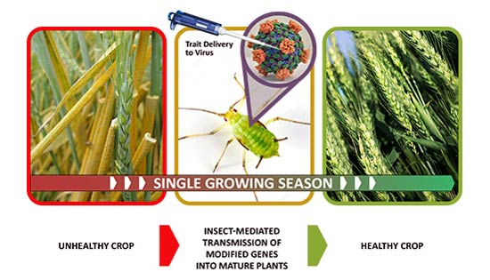 Insects As Flying Syringes For Genetic Modification, Eugenics And Population Control