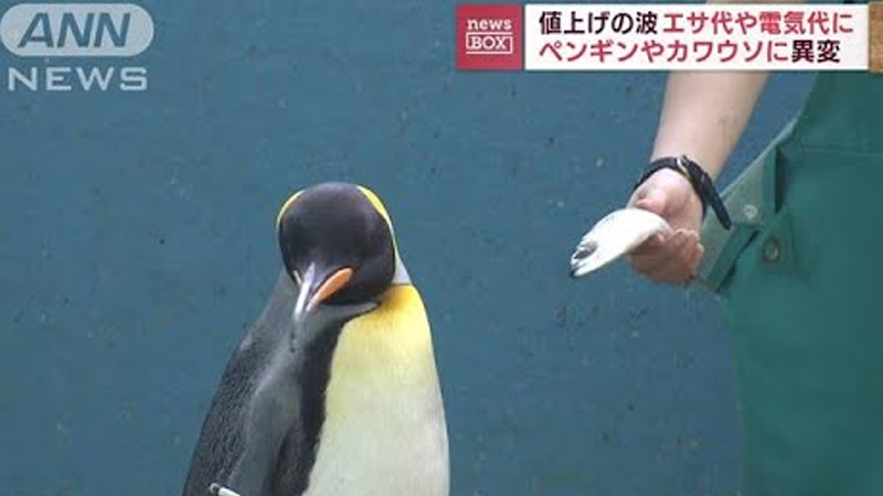 Inflation Even Hurts the Penguins: Ron Paul