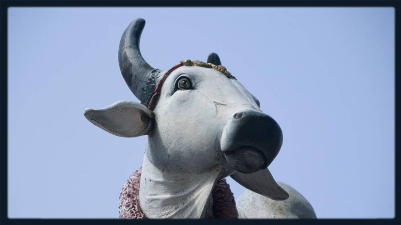 Sacred Cows & the Dangers of Eating Bugs