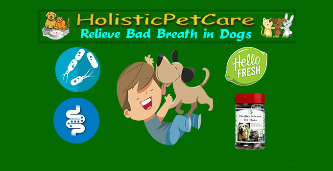 #1 Best Bad Breath in Dogs Remedy - Probiotics for Dogs
