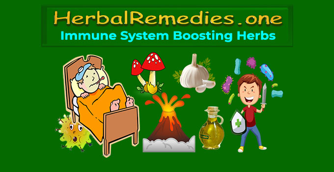 Best Immune System Boosting Herbs - #1 Natural for Immunity