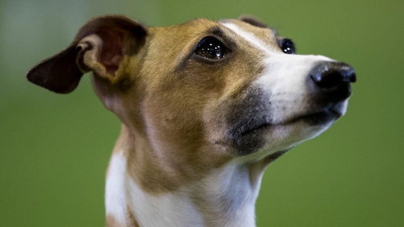 First Dog Infected With Monkeypox After âSharing Bedâ With Gay Couple – NewsWars
