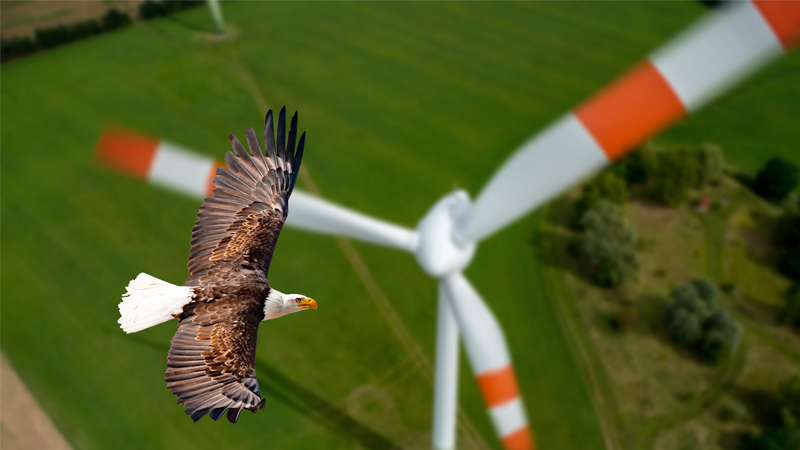 Trump Proven Right Again! AP Discovers Windmills Killing Birds