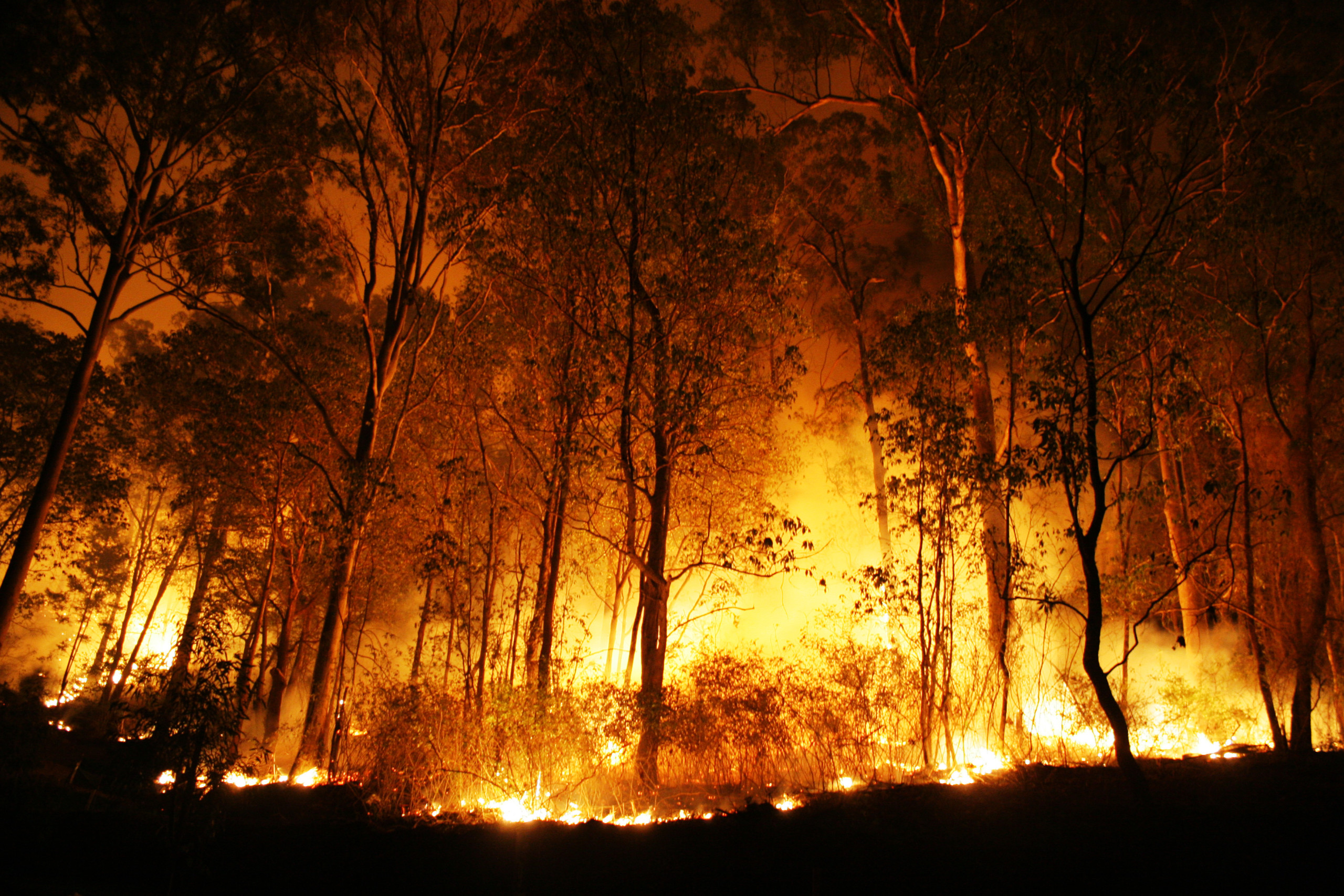 Germany: 4 Iraqis arrested for starting massive forest fire in famed Saxon-Switzerland National Park