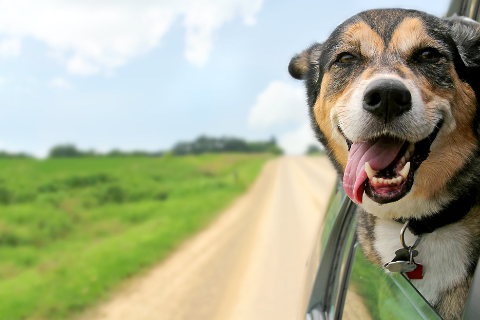The Hidden Meaning Behind Your Dog’s Behaviors – Page 59