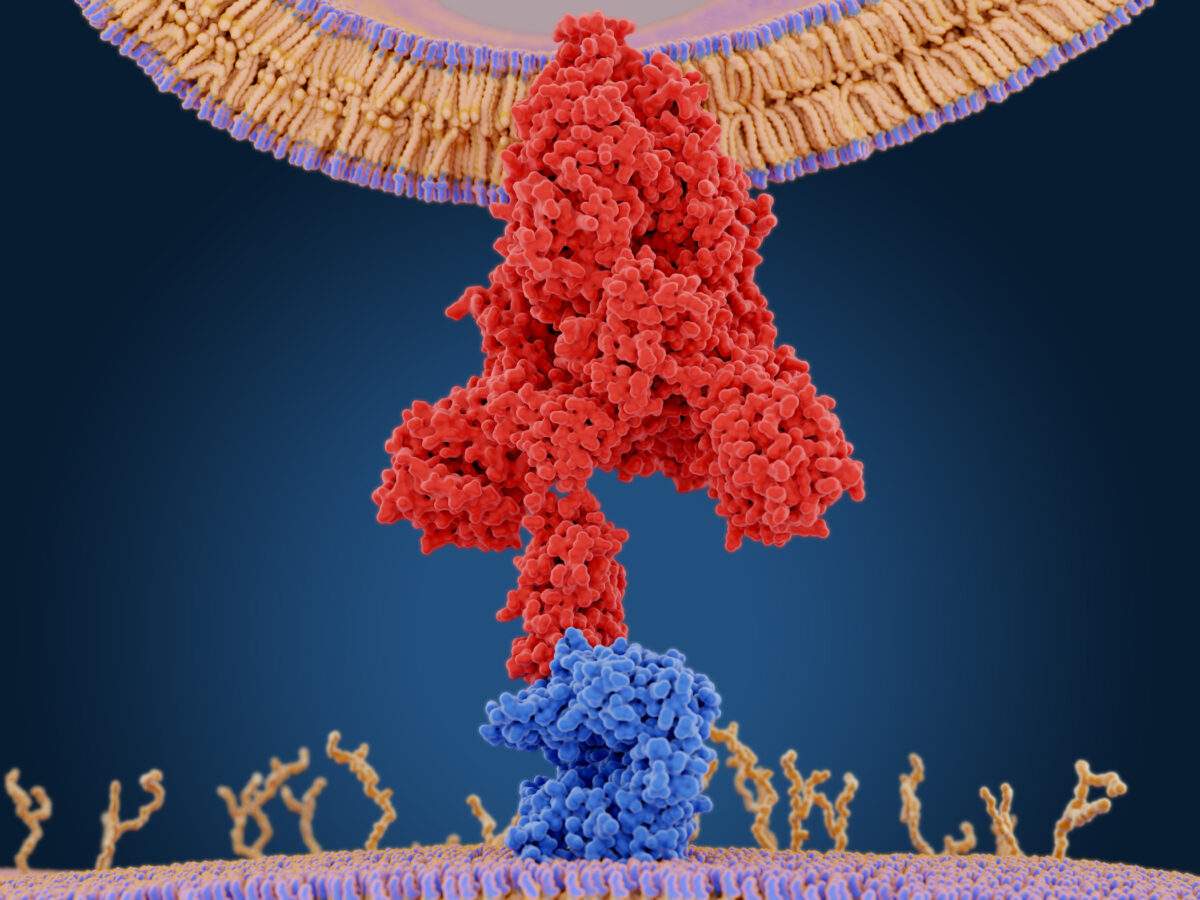 Spike Protein Disrupting Immunity in Millions After COVID Infection or Vaccination: Here’s How It’s Being Treated