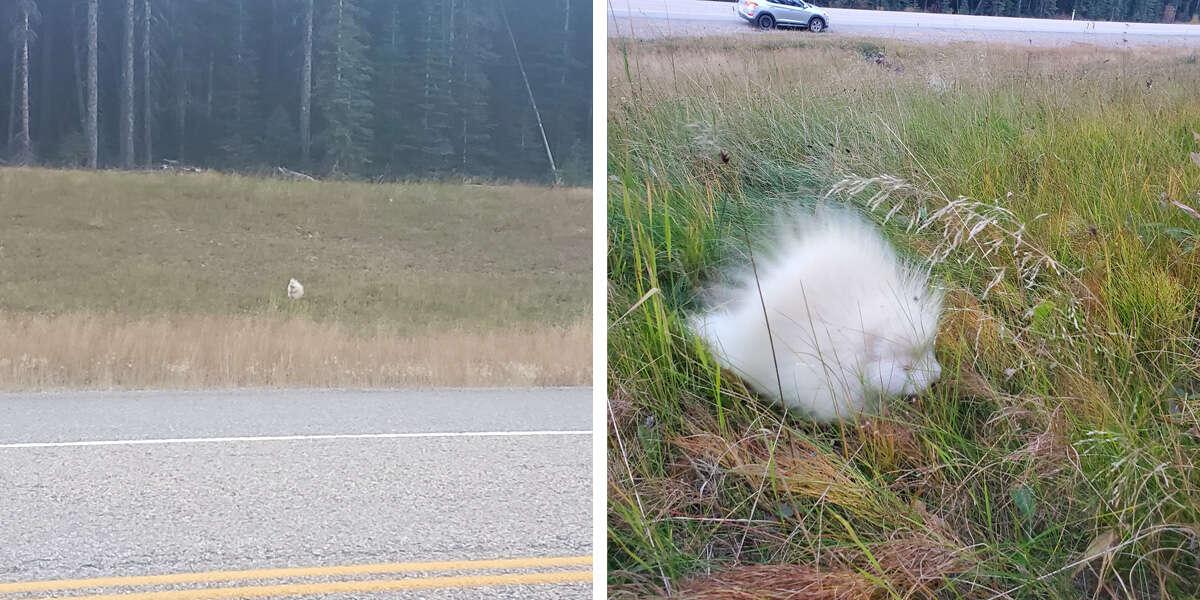 Woman Makes Rare Discovery After Spotting White ‘Rock’ On Roadside - The Dodo