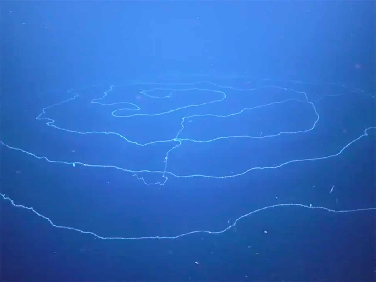 Natural Wonders: The Longest Animal in the World » Explorersweb