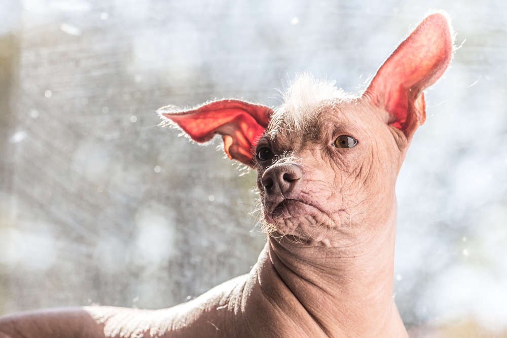 The 8 Ugliest Dog Breeds, According to Experts