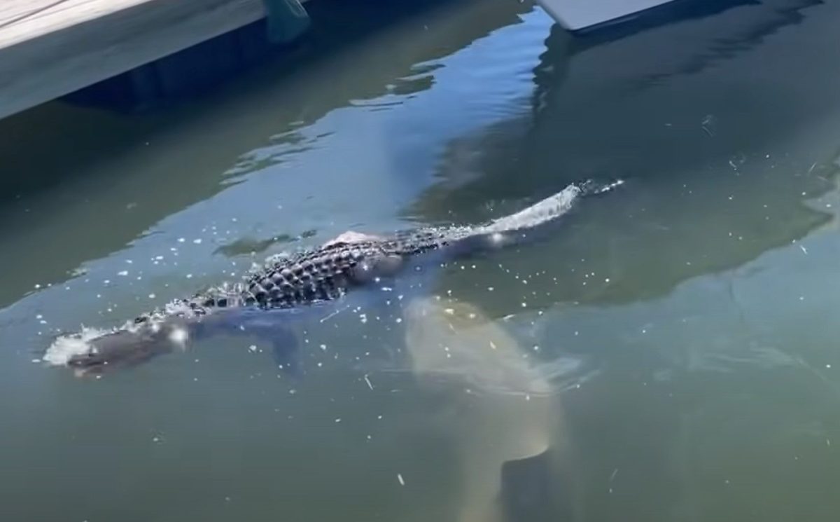 South Carolina Alligator Barely Blinks When Shark Takes A Bite Of Its Foot | Whiskey Riff