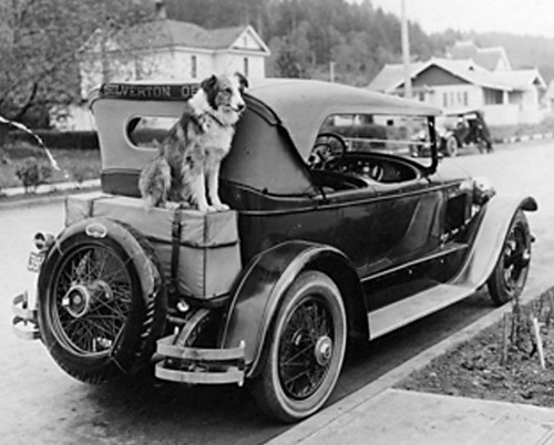 The Wonder Dog That Traveled 2,550 Miles To Get Home to Its Owners | History of Yesterday