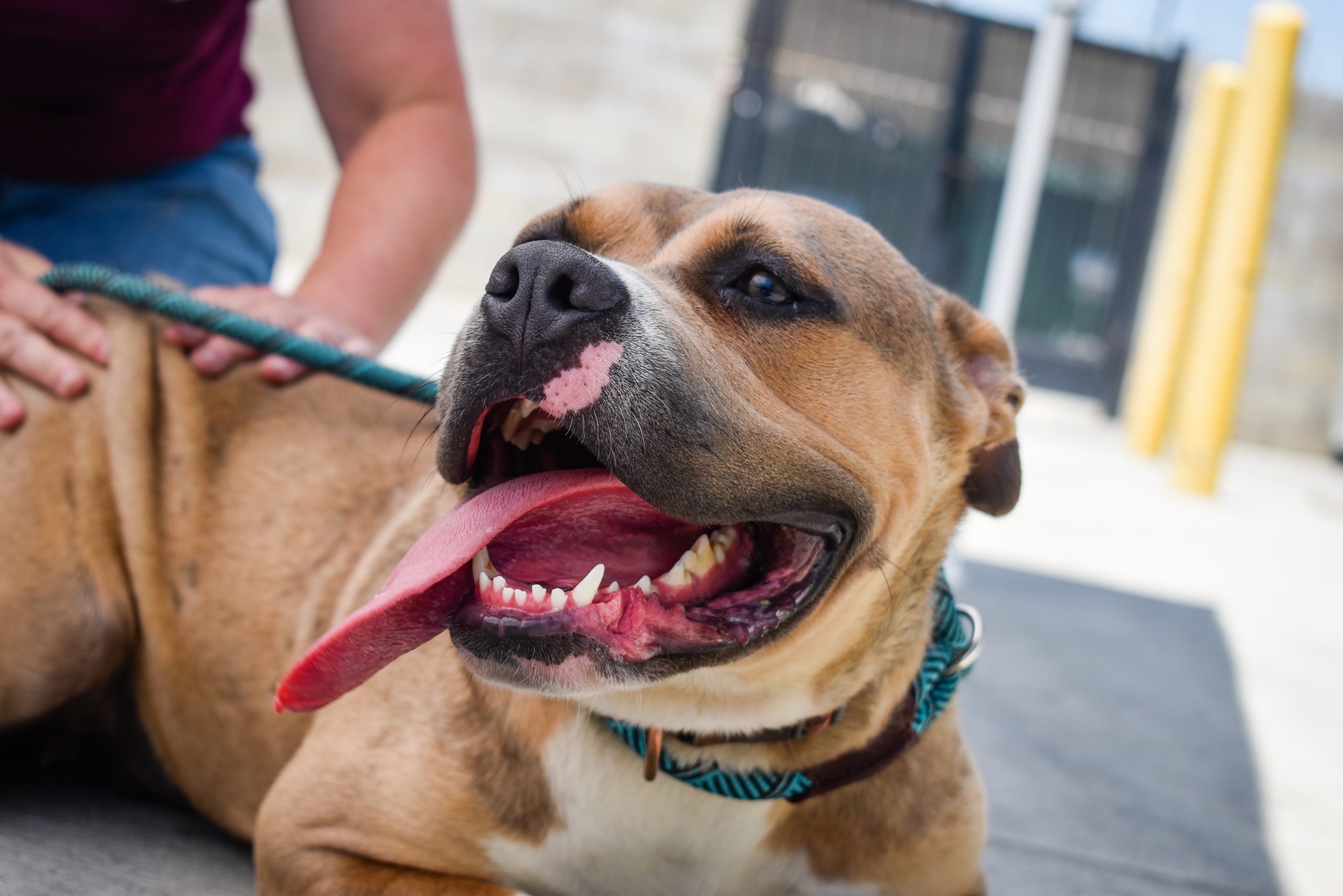 Pit bulls went from America’s best friend to public enemy – now they’re slowly coming full circle - Study Finds
