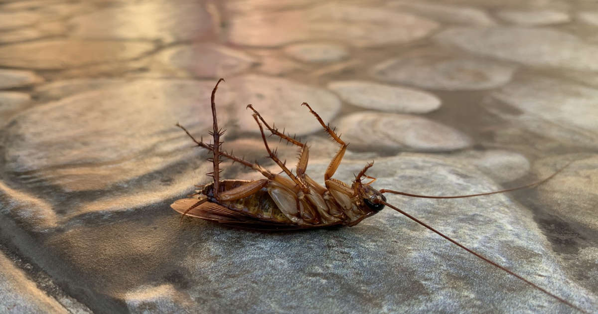 Don't step on that roach! The health risks of squishing a cockroach