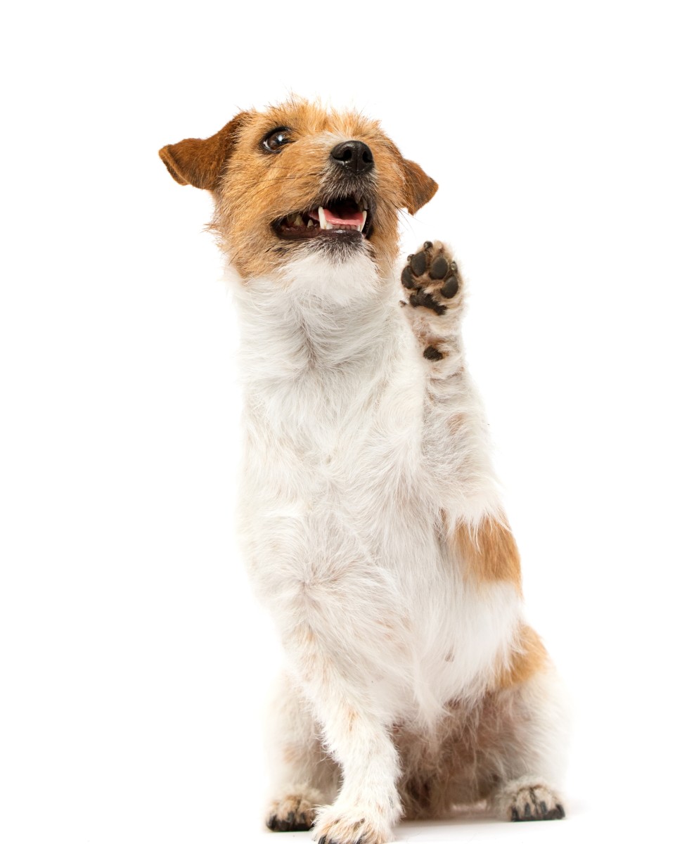 Video Showing 'Unwanted' Deaf Puppy's Life With His Forever Family Makes Us So Happy - Pet News