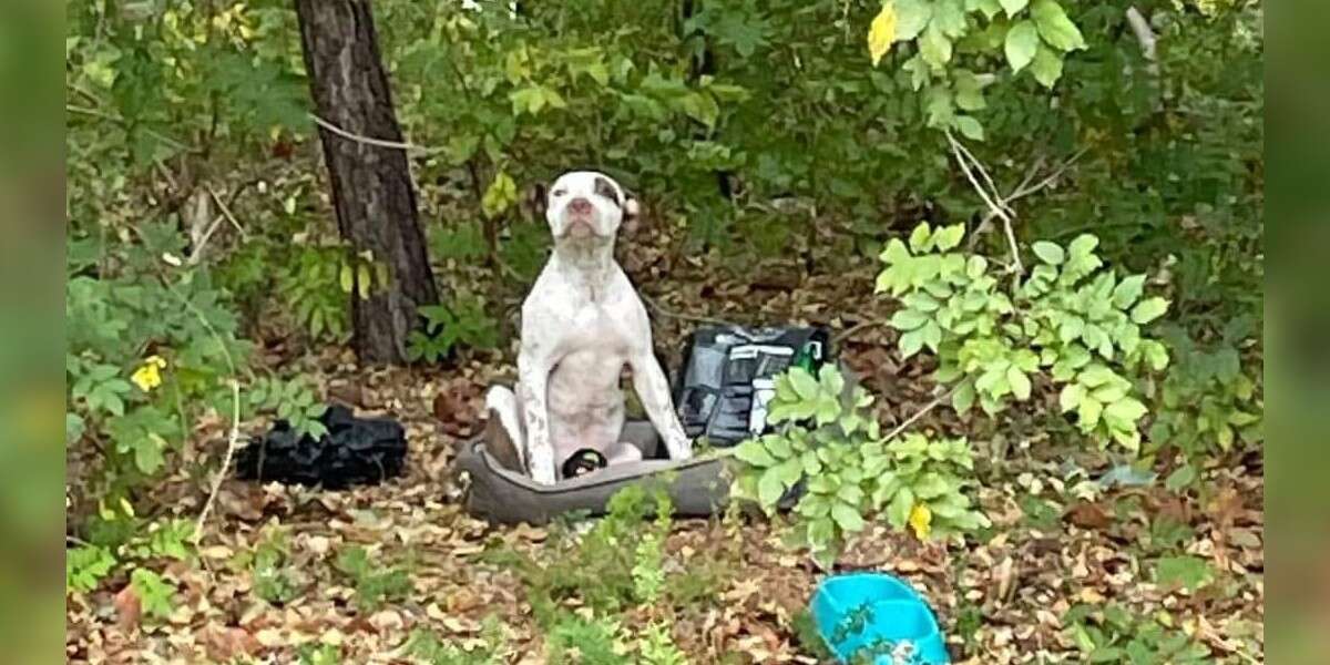Puppy Left In Woods With All His Belongings Waits For Someone To Notice Him - The Dodo