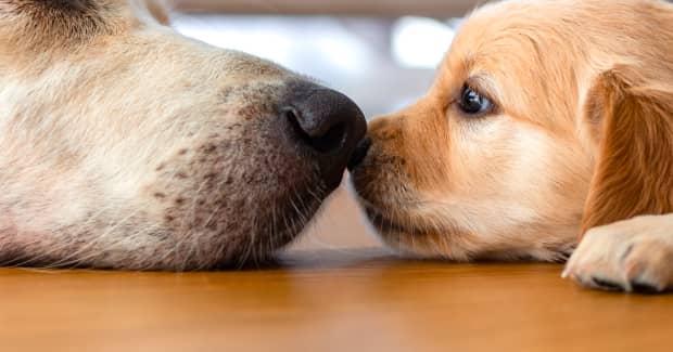 Golden Retriever's Loving Reaction to New Puppy Sibling Makes Us Smile - Pet News