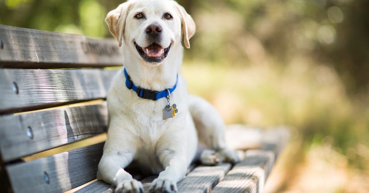 Is Your Dog the Best? A Veterinarian Names 5 Breeds He'd Choose - CNET