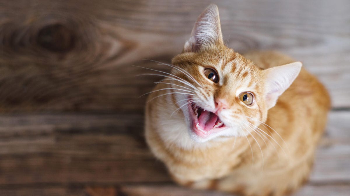 Your Cat Knows When You're Using Your 'Cat Talk' Voice