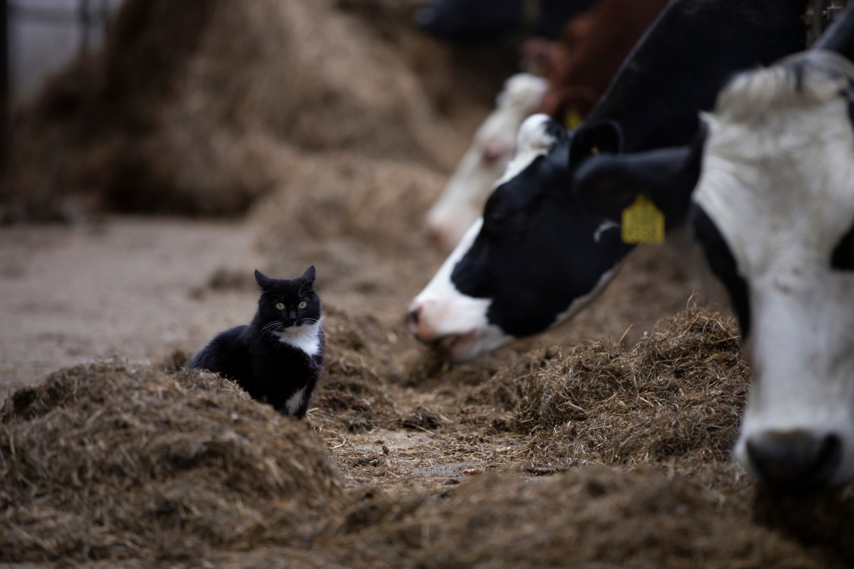 Cat's Sweet Friendship With Cows Is So Pure and Beautiful - Pet News