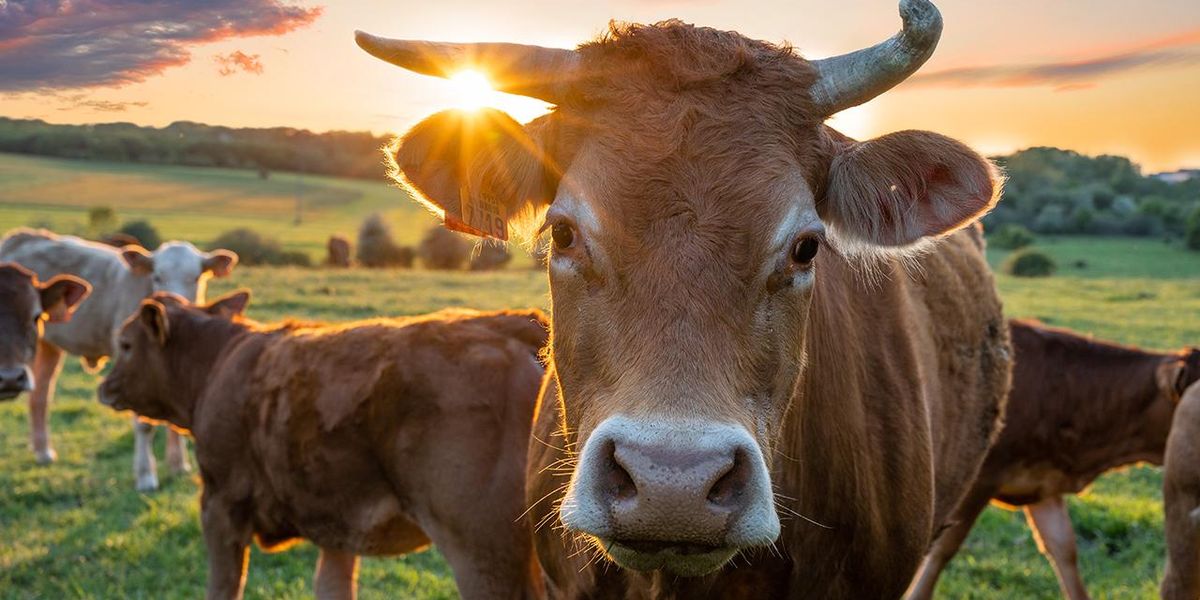 NZ Prime Minister brags about cow fart tax - Louder With Crowder