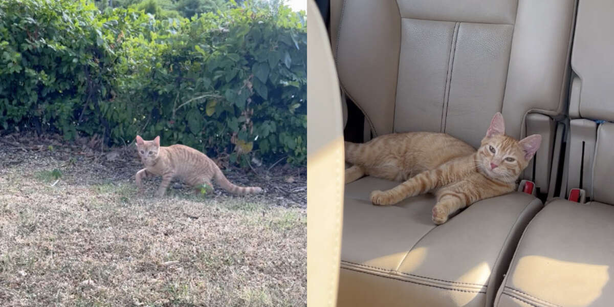 Abandoned Cat Trying To Get Into Cars At McDonald’s Finally Picks The Right One - The Dodo