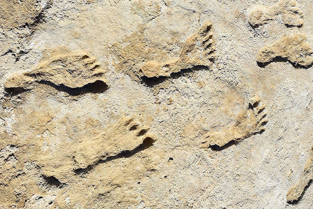 New research questions dating of ice age footprints in North America - HeritageDaily - Archaeology News