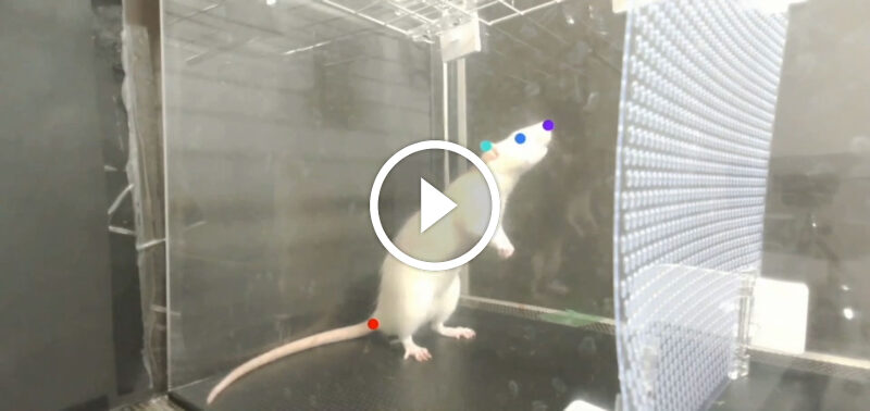 Rats can bop their heads to the beat