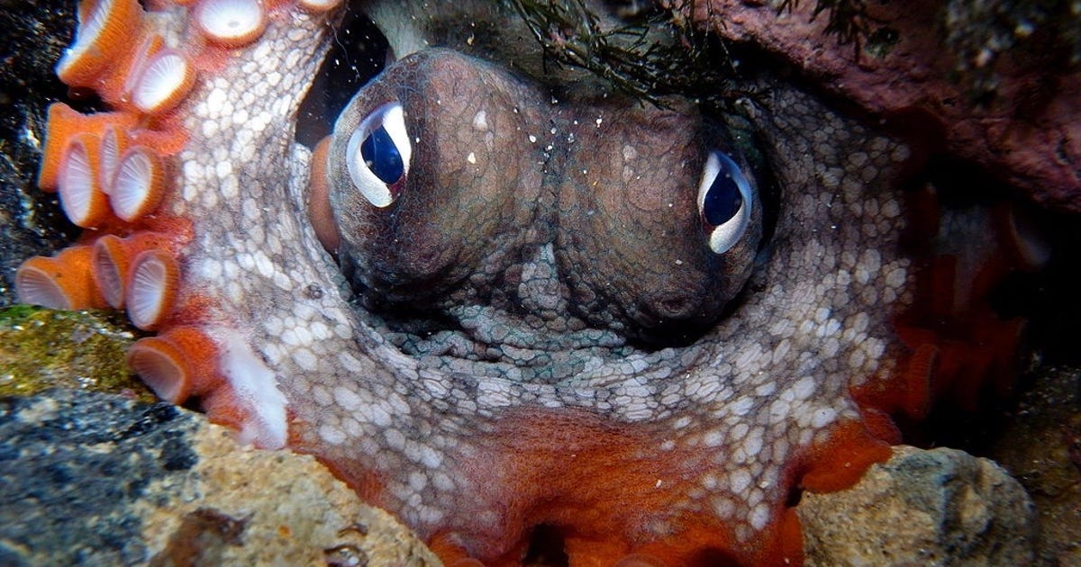 Astounding Footage Captures Octopuses 'Throwing' Stuff at Each Other - CNET