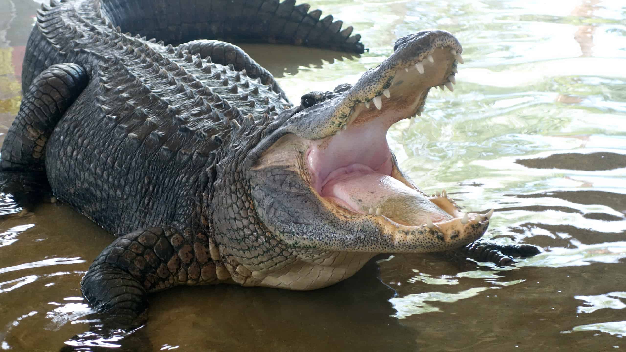 Watch This Alligator Rush on Shore to Chase Florida Fisherman - AZ Animals
