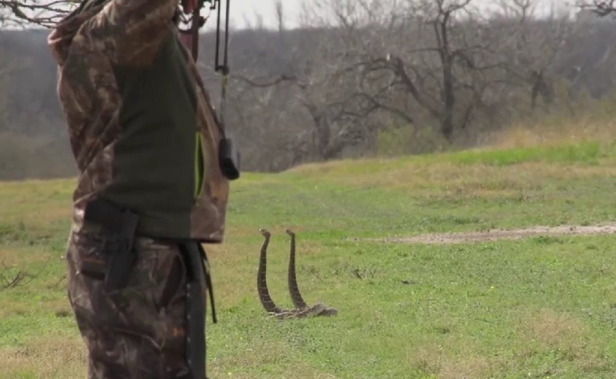 Bowhunter Takes Out Two Rattlesnakes With One Arrow | Whiskey Riff