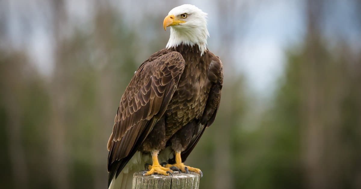 5 Huge Predators Larger Than Today's Bald Eagles - AZ Animals