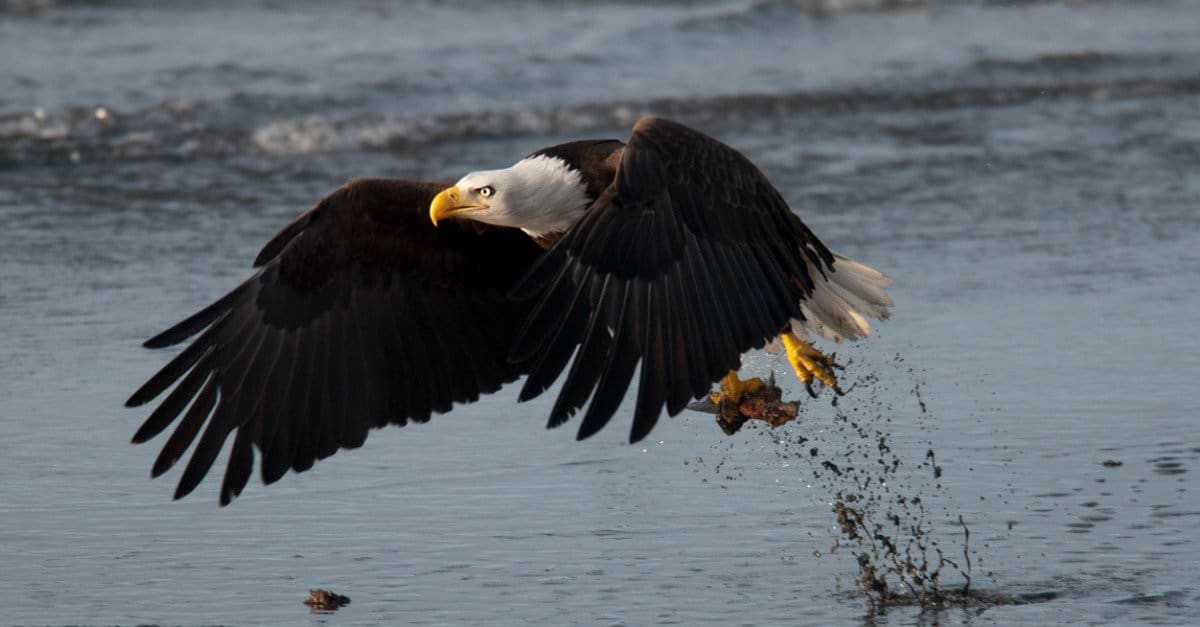 From Predator to Prey - Watch a Bald Eagle Ambush a Hunting Osprey Outside Seattle - AZ Animals