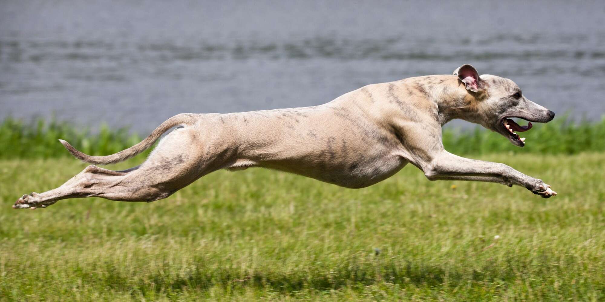 The Top 10 Fastest Dog Breeds in the World | Daily Paws