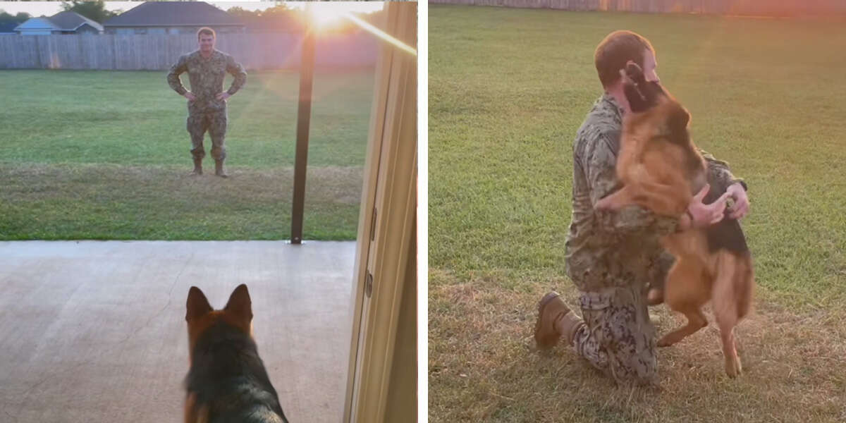 Dog Can't Believe Her Eyes When She Sees Who's Standing Outside The Door - The Dodo