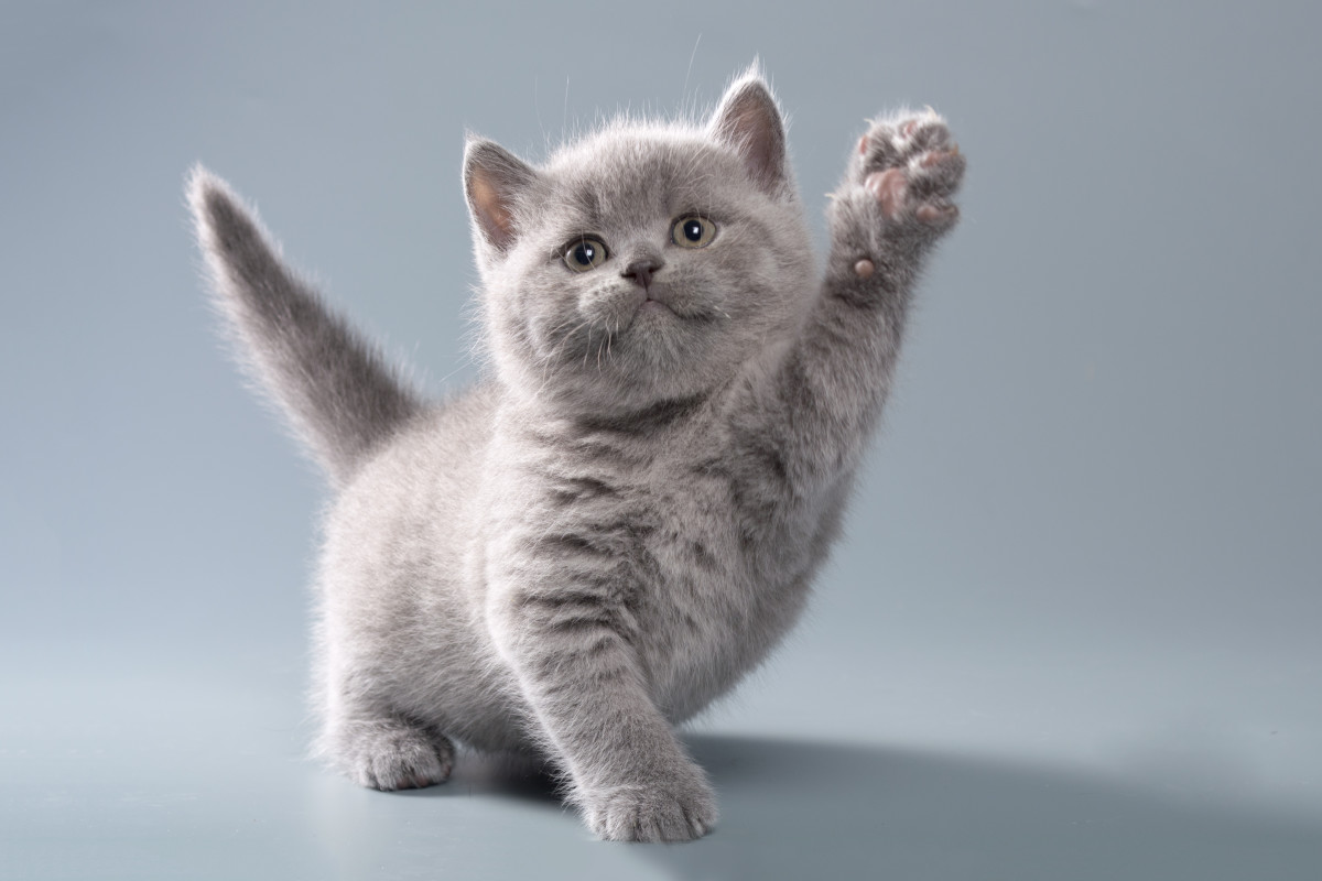 New Foster Kitten's Adorable Transformation Is Too Good to Miss - Pet News