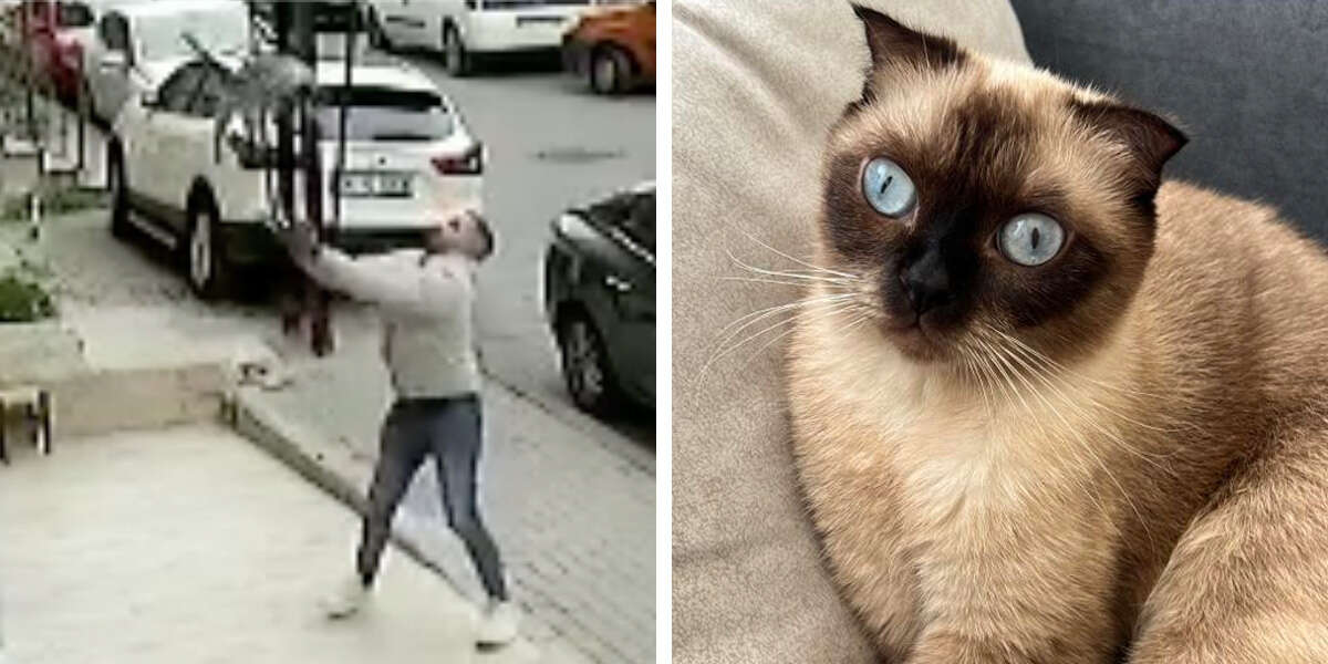 Lucky Cat Falls From Building Straight Into A Hero's Loving Arms - The Dodo