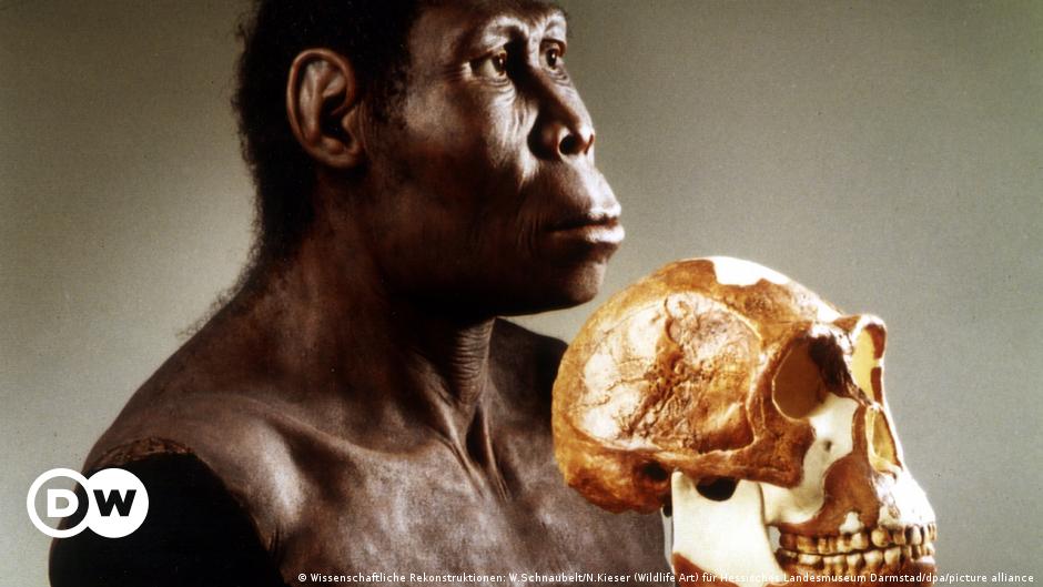 Evidence of cooking 780,000 years ago rewrites human history – DW – 11/18/2022