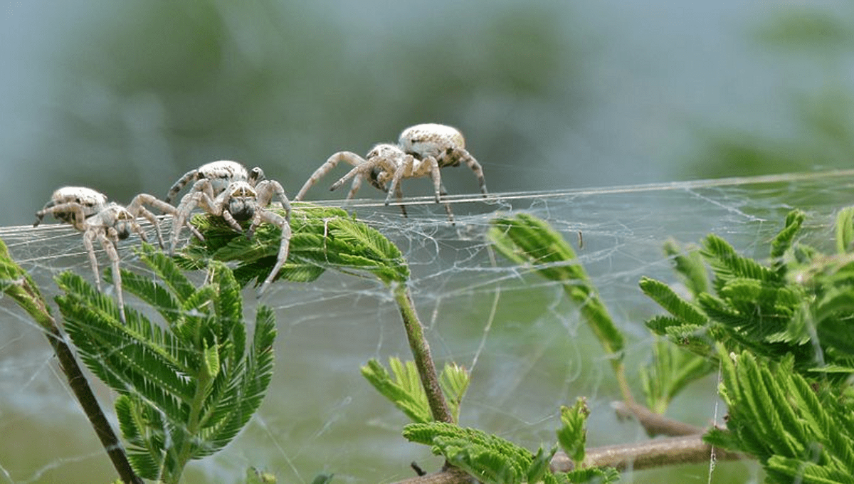 Some Spiders Are Evolving Sociability And Itâs Making Them Smarter | IFLScience