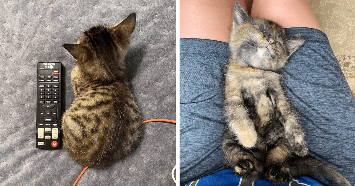 20 Cutest Kittens Of The Week: The Tiniest Fluffiest Criminals (November 19, 2022) - I Can Has Cheezburger?