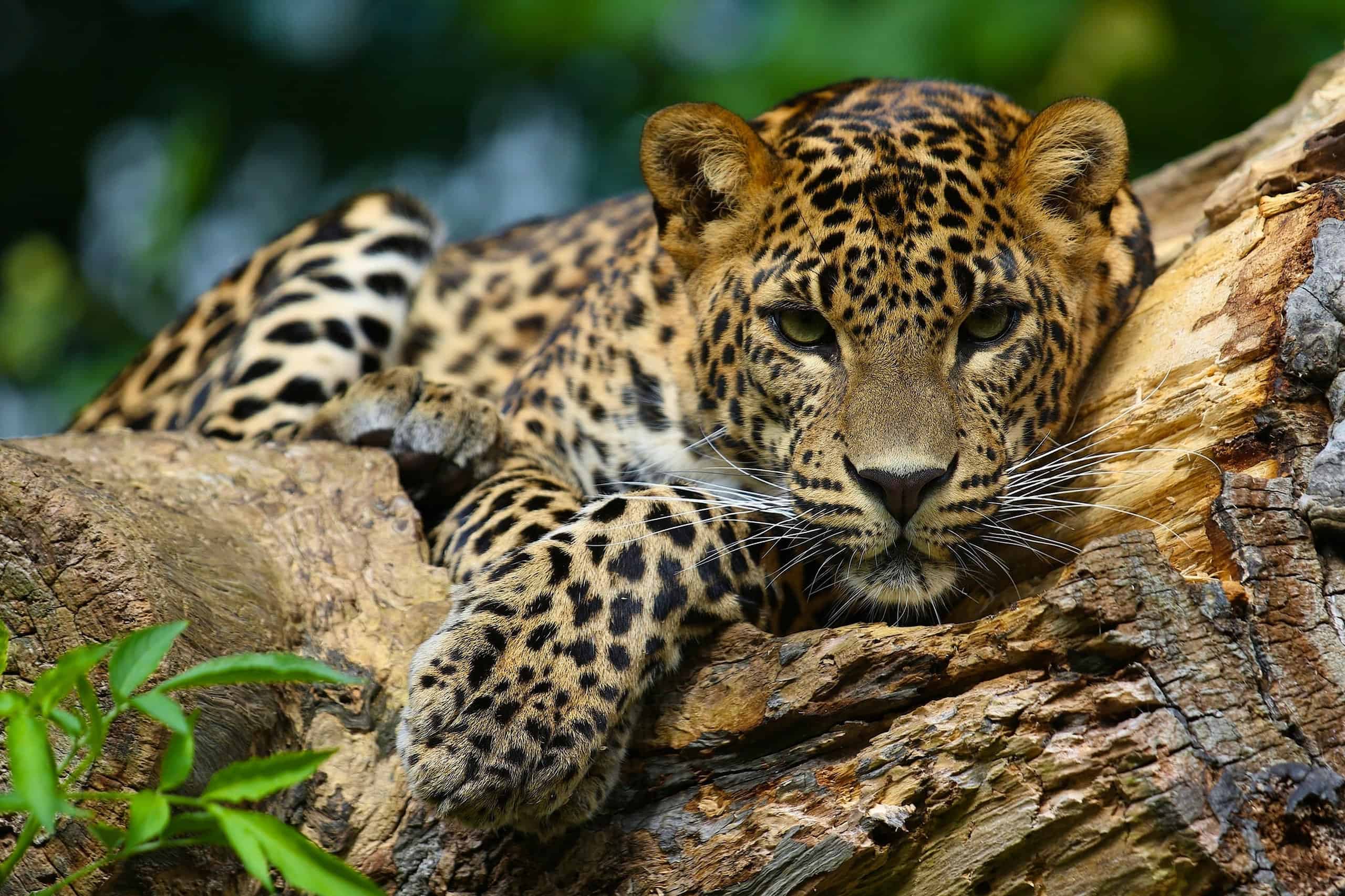 Watch Two Jaguars Face Off in a Big Cat Battle - AZ Animals