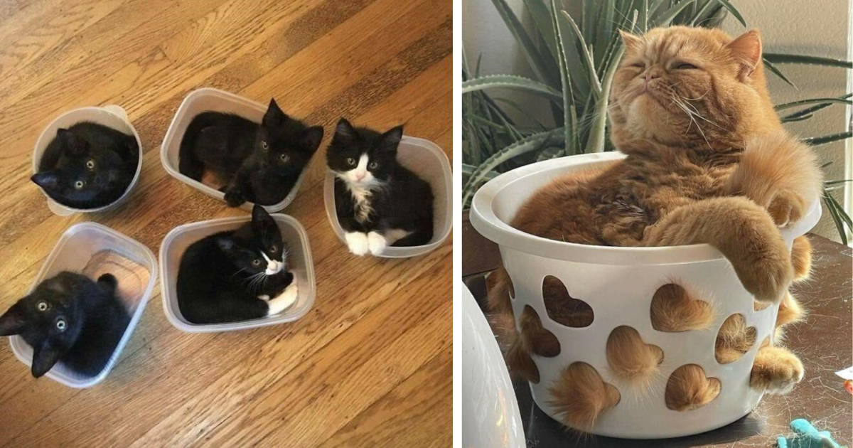 47 Cute Photos Of Cat Traps Done The Right Way  - I Can Has Cheezburger?